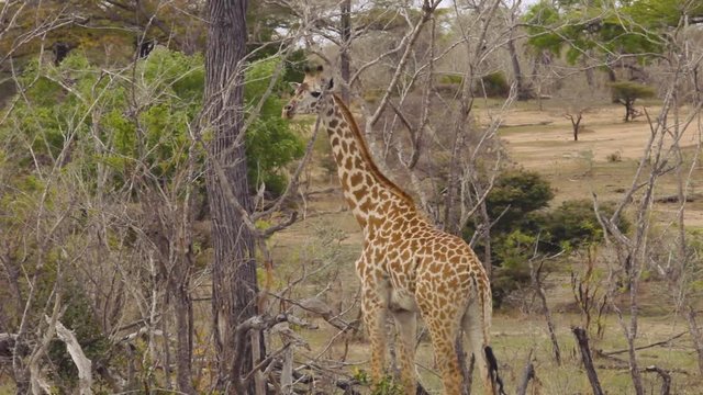 Giraffe walking in game reserve in Tanzania and looking at the camera.