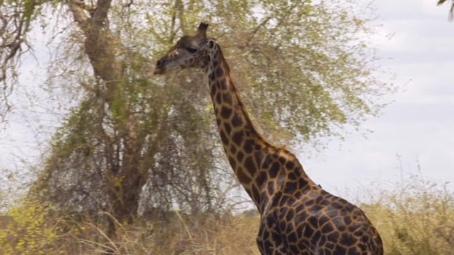 Medium shot of a giraffe walking in Tanzania.