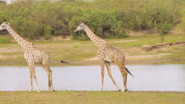 Two giraffes walking near a river in a reserve in Tanzania.