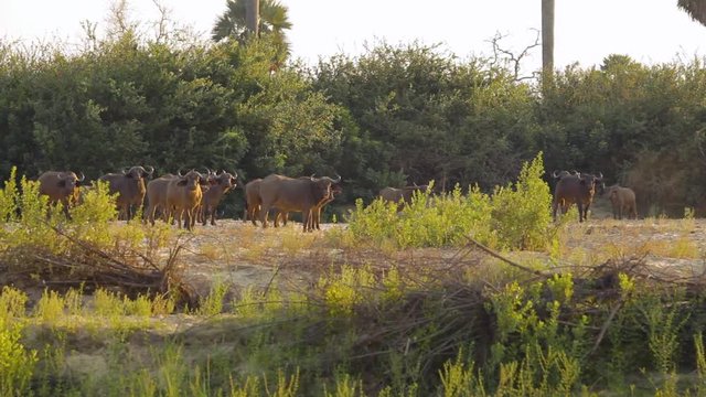 Herf of african cape buffalo bulls during the sunset in the savannah.