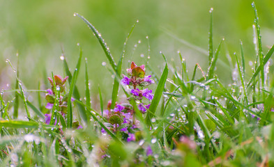the first field spring flowers after rain