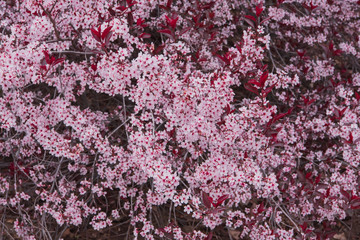 Living Backgrounds-Purple Leaf Sand Cherry Tree in Bloom