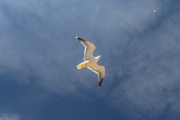 Two beautiful seagulls are flying against the blue sky with cirrus clouds.