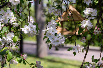 the flowers on the tree, catkins of a willow. the background image place for text