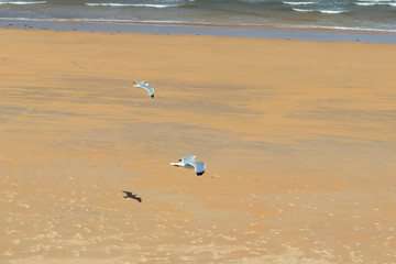 Two beautiful seagulls fly in stormy weather on the background of a sandy beach