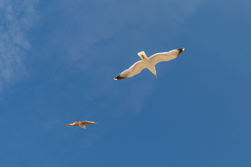 Two beautiful seagulls are flying against the blue sky with cirrus clouds.