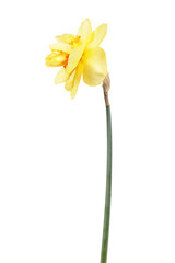 Yellow flower of Daffodil (Narcissus) isolated on white background. Cultivar Tahiti from Double Group
