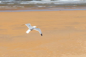 A beautiful gull is flying against the background of a sandy beach and ocean surf