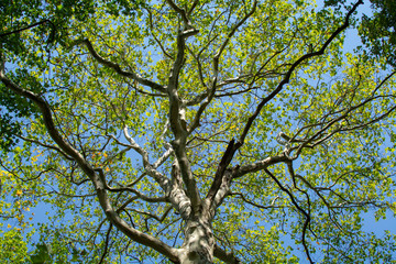 Nature background with big platanus tree and blue sky, up view