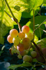 White table grape riping on vine in garden