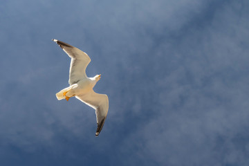 A beautiful seagull is flying against the blue sky