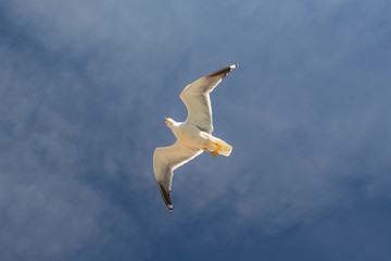 A beautiful seagull is flying against the blue sky