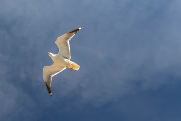 A beautiful seagull is flying against the blue sky