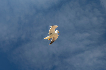A beautiful seagull is flying against the blue sky