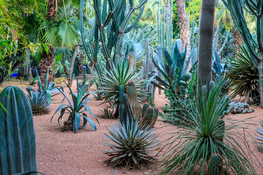 Cacti and palm trees in a natural environment in a park in Marakesh. Morocco.