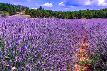 Naklejka na ściany i meble Lavender of Provence, summer fields with blossoming purple lavender plants in Van de Sault, Vaucluse, France