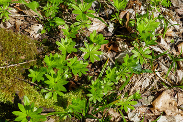 Waldmeister auf dem Waldboden im April, im Frühjahr