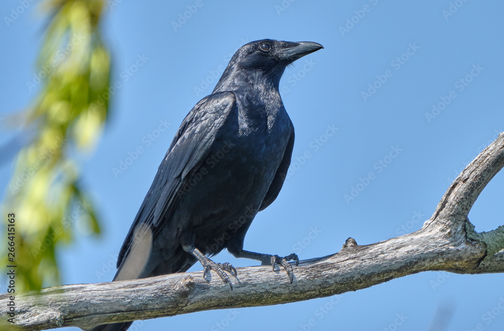 Wall mural Crow