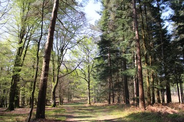 Obraz premium New Forest in Brockenhurst 