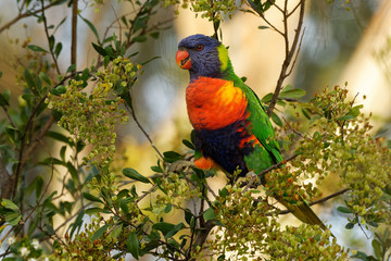 Rainbow Lorikeet - Trichoglossus moluccanus- species of parrot from Australia, common along the eastern seaboard