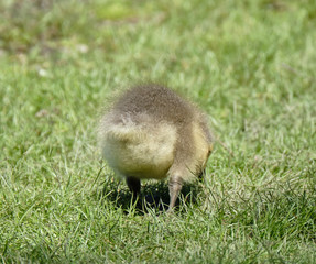 Gosling in grass (from behind)