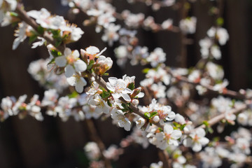 cherry branch with white flowers on a young tree in the garden, spring time