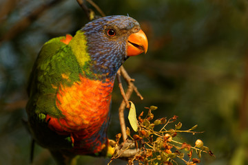 Rainbow Lorikeet - Trichoglossus moluccanus- species of parrot from Australia, common along the eastern seaboard