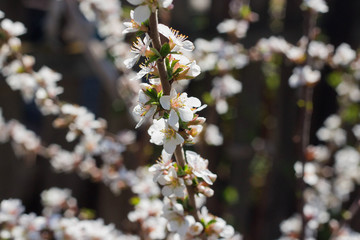 cherry branch with white flowers on a young tree in the garden, spring time