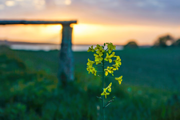 Little yellow flower in the sunset