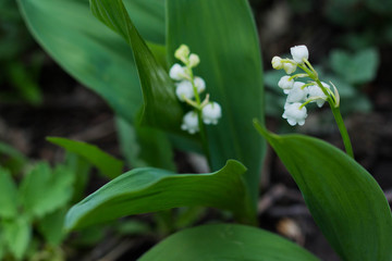 Naklejka premium Lily of the valley flower in spring garden