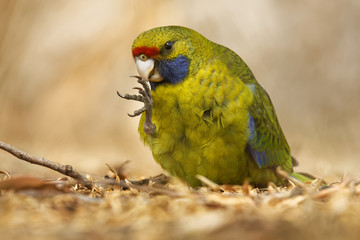 Green Rosella - Platycercus caledonicus or Tasmanian rosella is a species of parrot native to Tasmania and Bass Strait islands