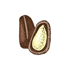 Pine nuts isolated on white background