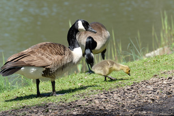 Geese with a gosling