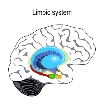 limbic system. Cross section of the human brain