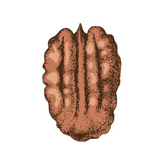 Hand drawn pecan nut