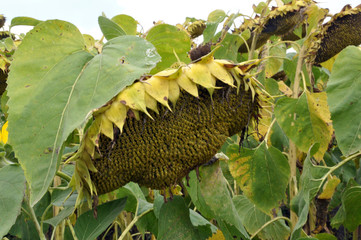 In the field ripens the sunflower