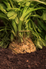 Celeriac or celery root in ground in vegetable garden