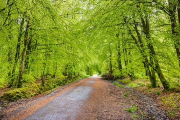Woodburn Forest, Carrickfergus: a mixed conifer and broad leafed woodland with public walkways and reservoirs.  The forest is vibrant with saturated colour after heavy rain.