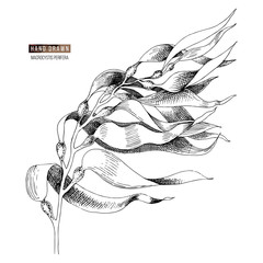 Hand drawn macrocystis seaweed © Marina Gorskaya