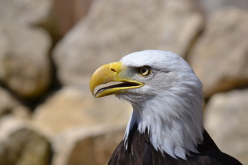 portrait of an american bald eagle