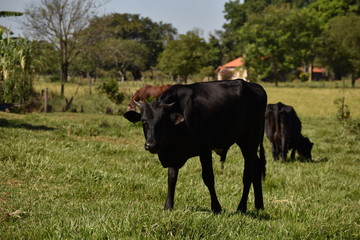 Black Cow Cattle Farm