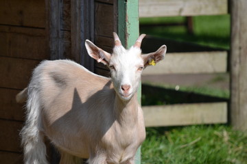 Fototapeta premium Young Goat closeup
