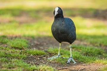A black bird with white beak, common coot, standing in a shadow on ground covered with green grass. Sunny spring day in a public park, blurry background.
