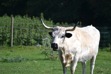 cow in field closeup