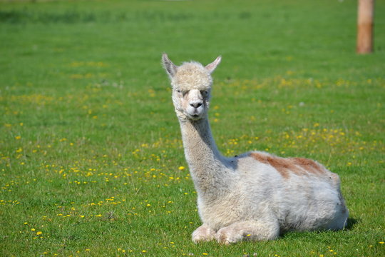 llama portrait on grass
