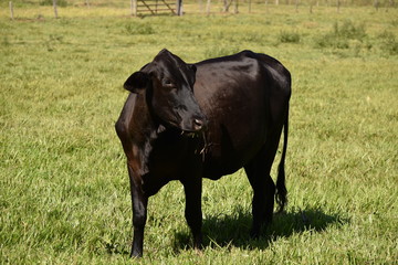Black Cow Cattle Farm