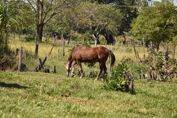 Fototapeta na wymiar Brown Farm Horse