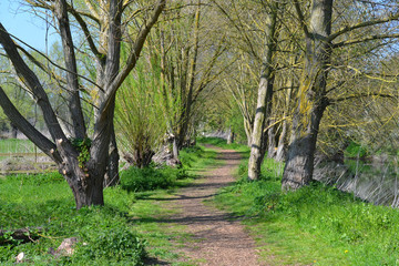 Fototapeta premium path in park