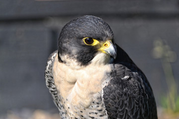 Hawk closeup