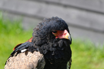 portrait of a eagle